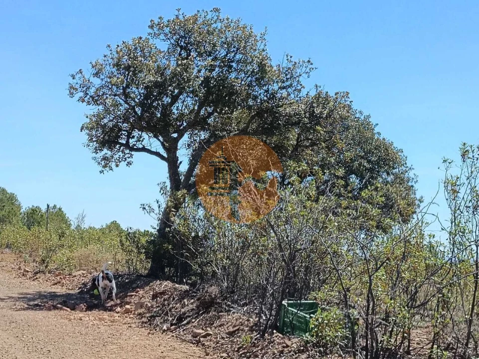 Terreno para Venda em Azinhal Foto 1