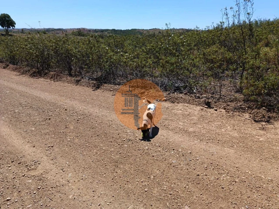 Terreno para Venda em Azinhal Foto 10