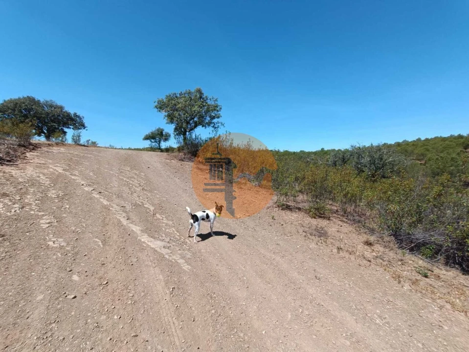 Terreno para Venda em Azinhal Foto 20