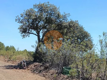 Terreno para Venda em Azinhal
