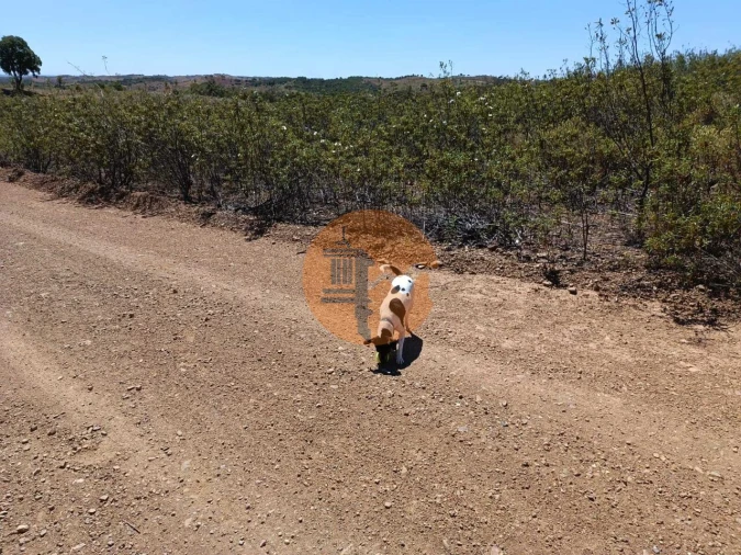 Terreno para Venda em Azinhal Foto 10