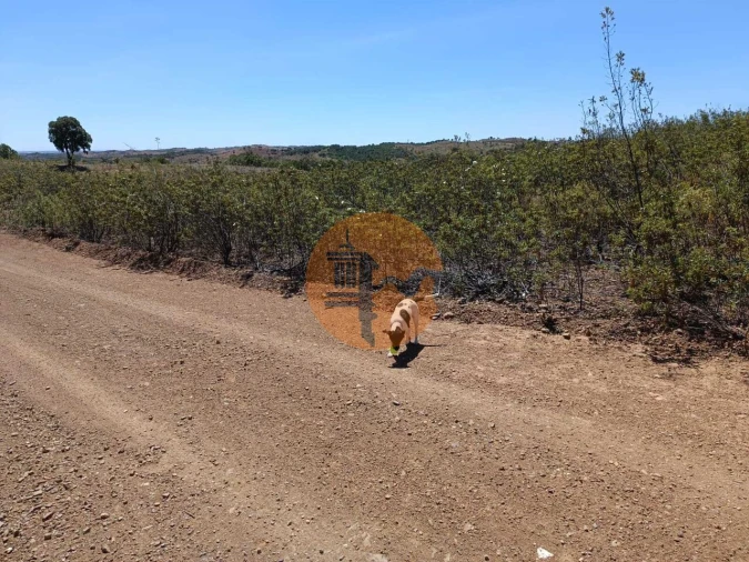 Terreno para Venda em Azinhal Foto 11