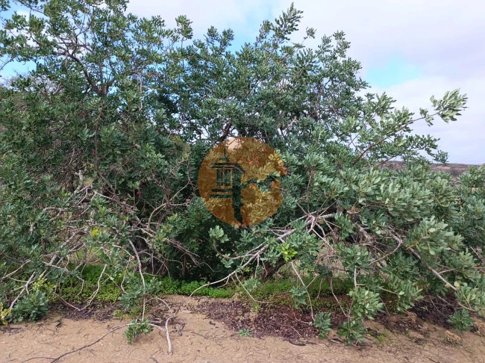 Terreno para Venda em Azinhal Foto 1