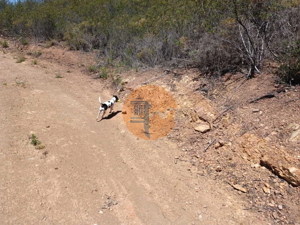Terreno para Venda em Azinhal Foto 5