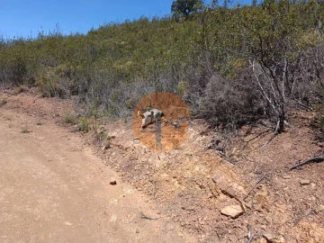 Terreno para Venda em Azinhal