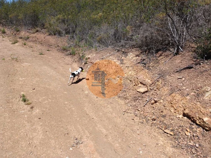 Terreno para Venda em Azinhal Foto 5