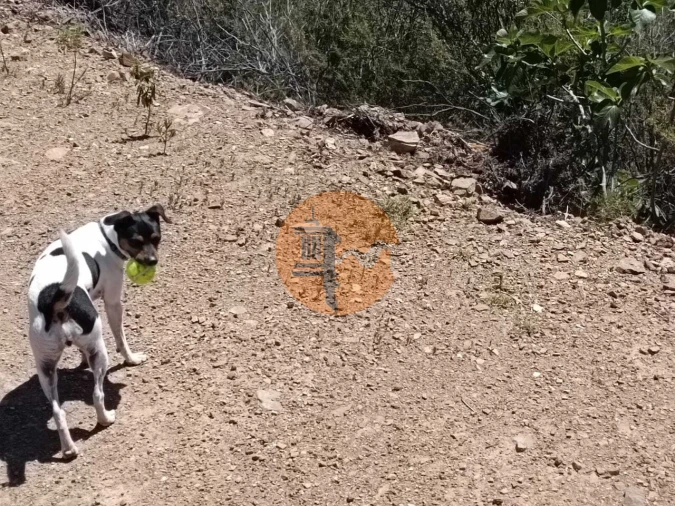 Terreno para Venda em Azinhal Foto 17