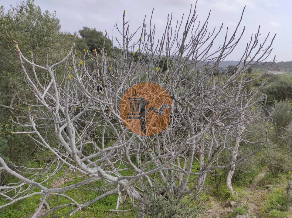 Terreno para Venda em Castro Marim Foto 20