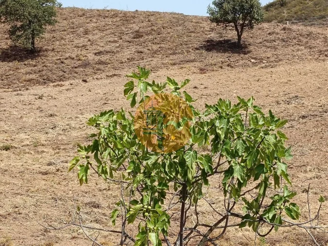 Terreno para Venda em Castro Marim Foto 44