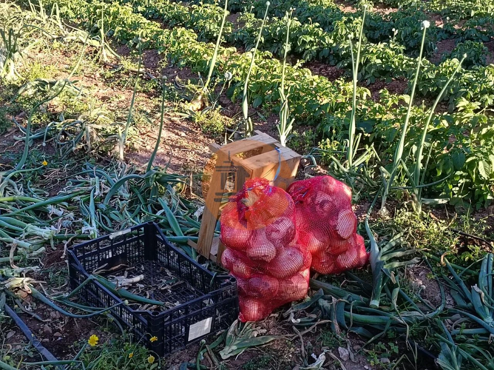 Terreno para Venda em Castro Marim Foto 11