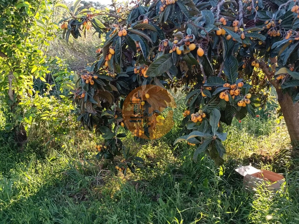 Terreno para Venda em Castro Marim Foto 38