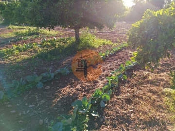 Terreno para Venda em Castro Marim