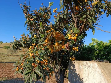 Terreno para Venda em Castro Marim