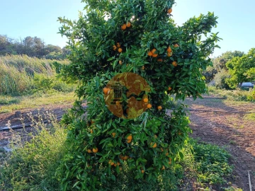 Terreno para Venda em Castro Marim