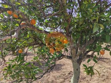 Terreno para Venda em Castro Marim
