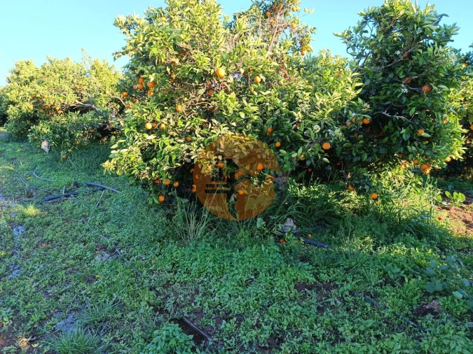Terreno para Venda em Castro Marim Foto 6
