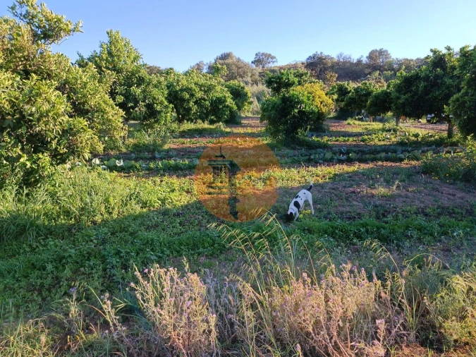 Terreno para Venda em Castro Marim Foto 23