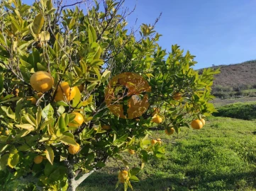 Terreno para Venda em Castro Marim