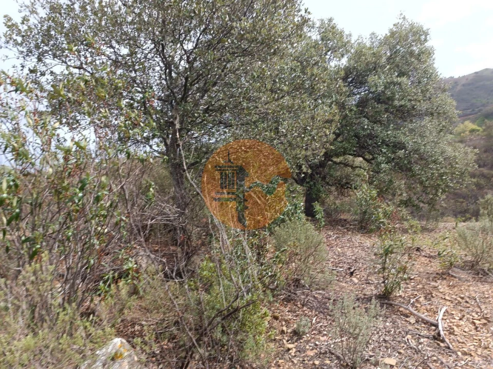 Terreno para Venda em Azinhal Foto 14