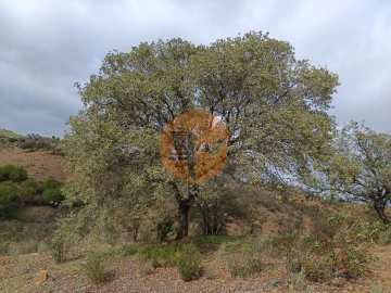 Terreno para Venda em Azinhal