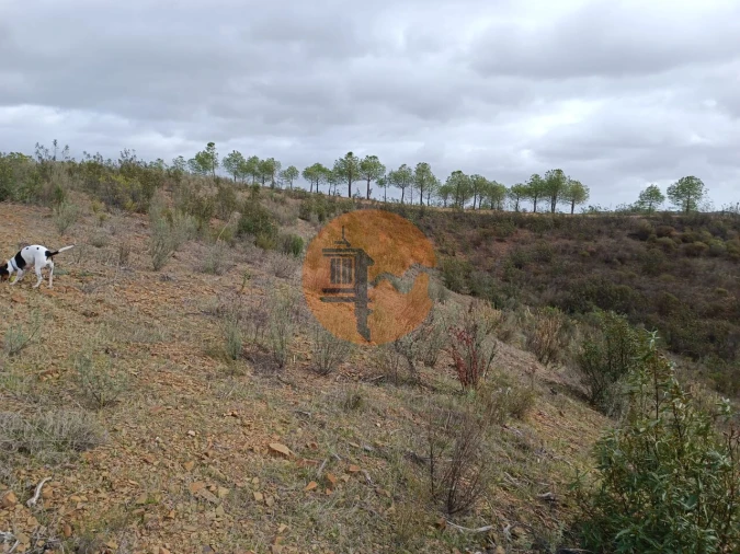 Terreno para Venda em Azinhal Foto 36