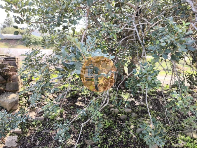 Moradia T1 para Venda em Castro Marim Foto 8