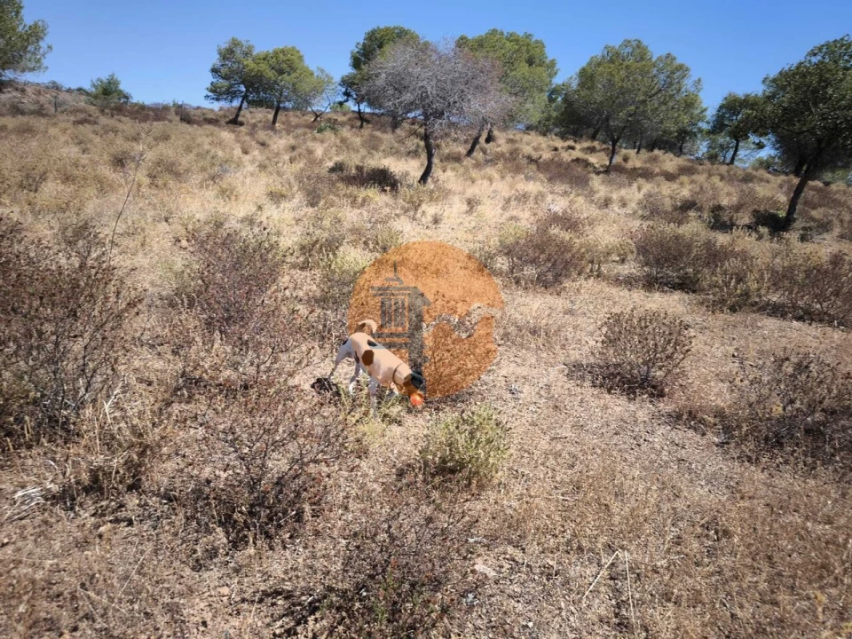 Terreno para Venda em Castro Marim Foto 15