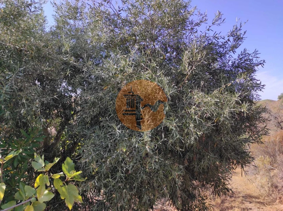 Terreno para Venda em Odeleite Foto 23