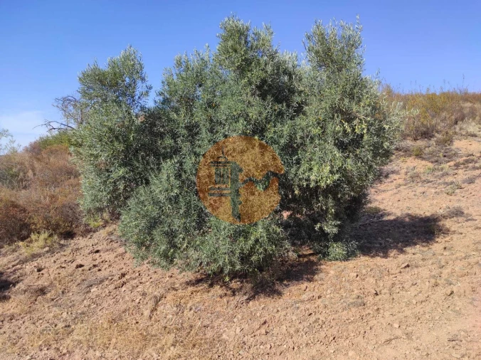 Terreno para Venda em Odeleite Foto 4