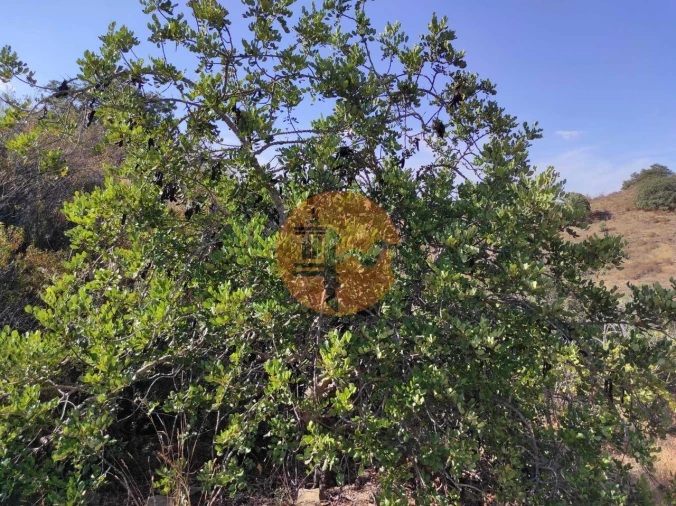 Terreno para Venda em Odeleite Foto 16