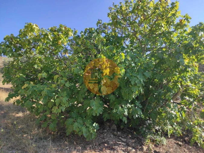 Terreno para Venda em Odeleite Foto 26