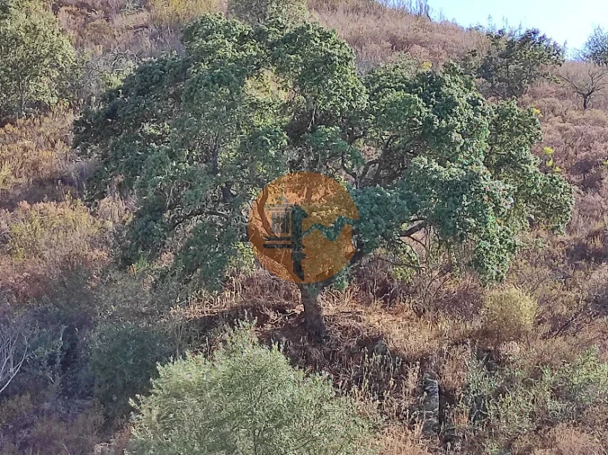 Terreno para Venda em Odeleite Foto 31