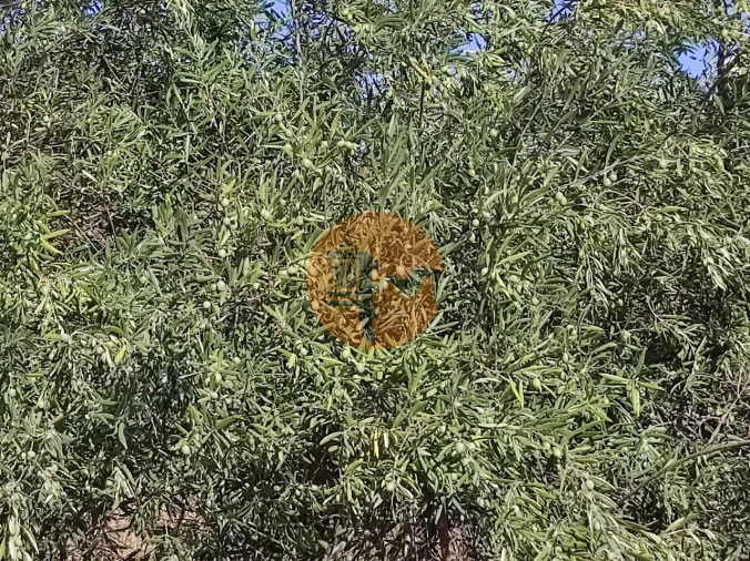 Terreno para Venda em Odeleite Foto 37