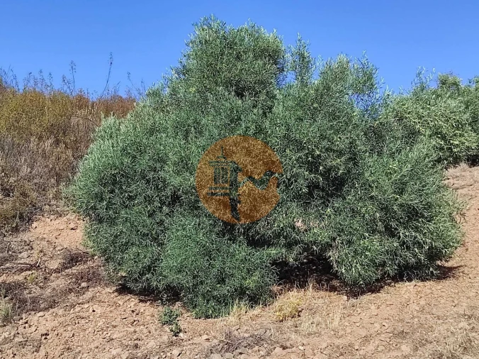 Terreno para Venda em Odeleite Foto 41