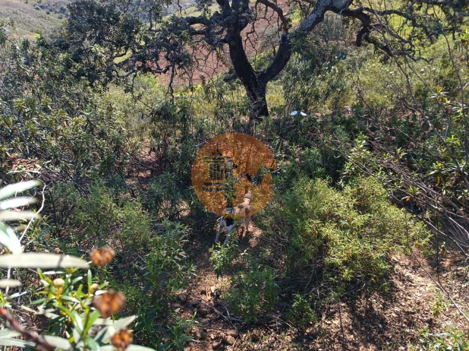 Terreno para Venda em Odeleite Foto 24