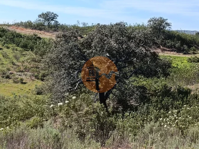 Terreno para Venda em Odeleite Foto 10