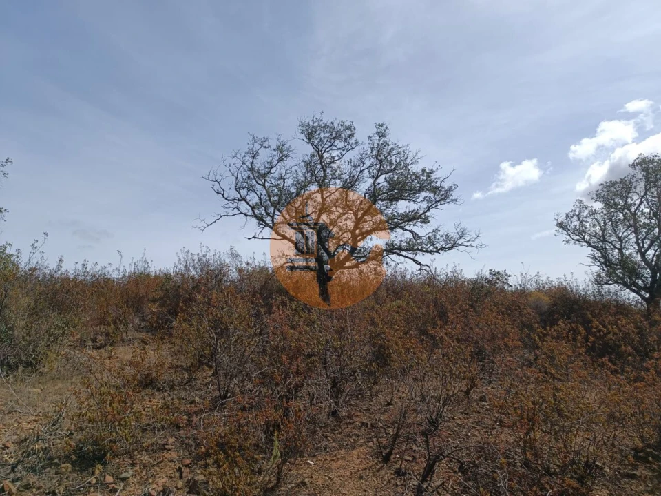 Terreno para Venda em Azinhal Foto 11