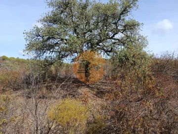 Terreno para Venda em Azinhal
