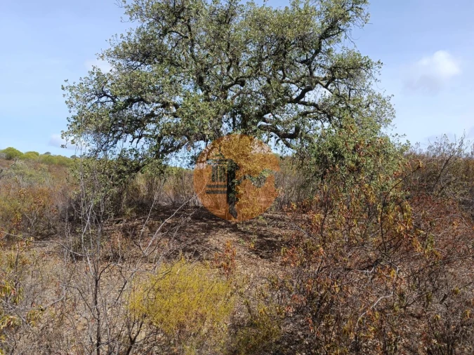 Terreno para Venda em Azinhal Foto 8