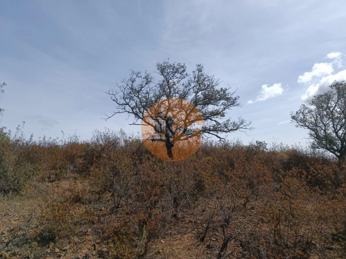 Terreno para Venda em Azinhal Foto 11