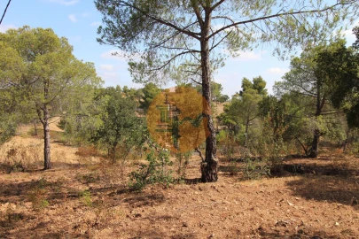 Terreno para Venda em Azinhal