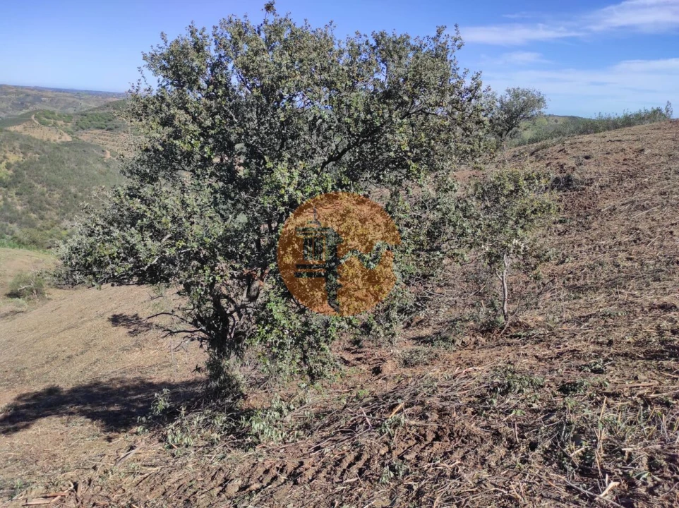 Terreno para Venda em Azinhal Foto 33