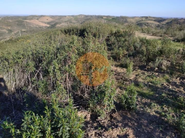 Terreno para Venda em Azinhal