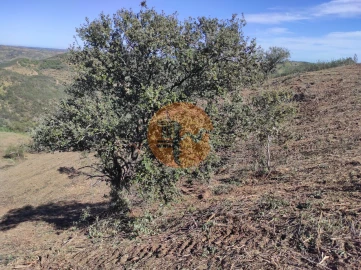 Terreno para Venda em Azinhal