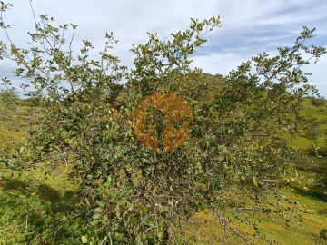 Terreno para Venda em Castro Marim