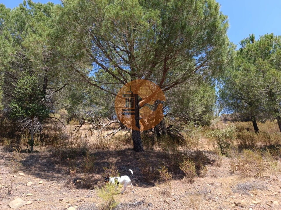 Terreno para Venda em Odeleite Foto 7