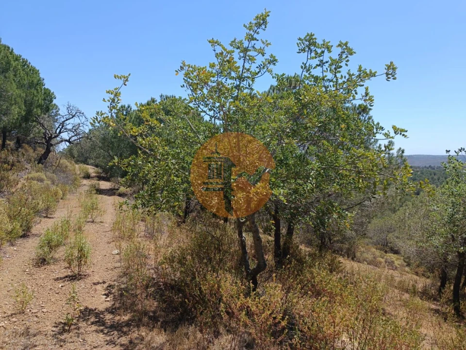 Terreno para Venda em Odeleite Foto 10