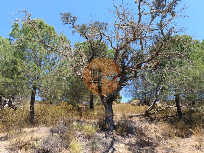 Terreno para Venda em Odeleite Foto 13