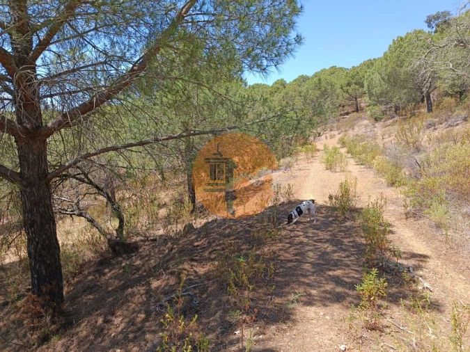 Terreno para Venda em Odeleite Foto 21