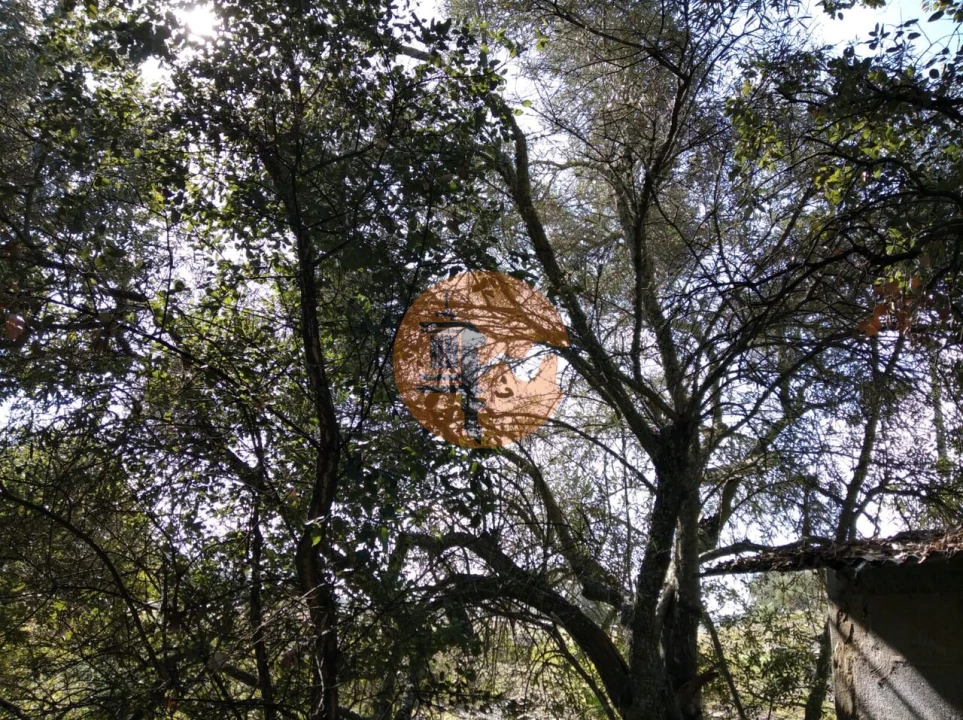 Terreno para Venda em Odeleite Foto 11